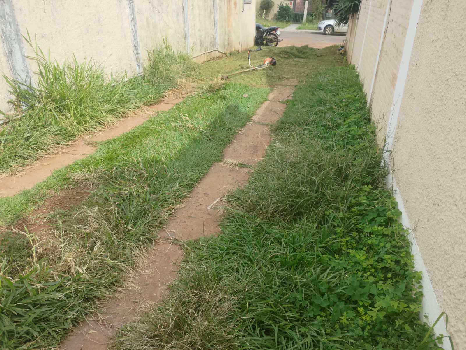 Antes: Corredor tomado por matagal alto antes do serviço